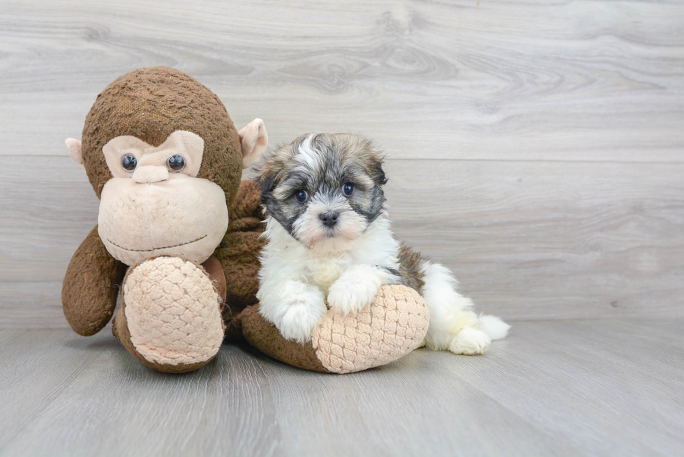 Havanese Pup Being Cute