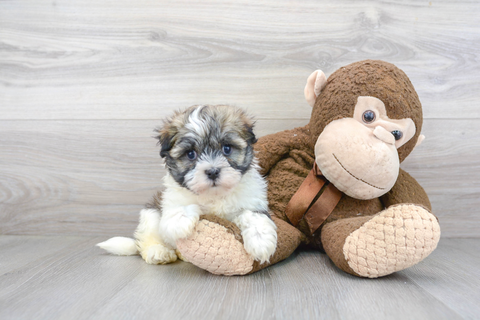 Havanese Puppy for Adoption