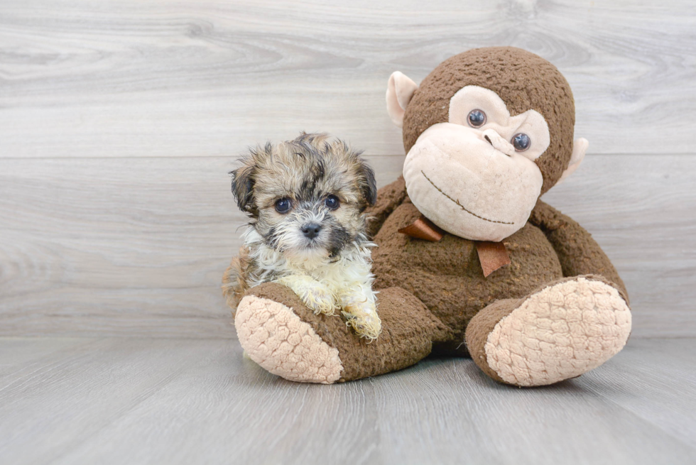 Havanese Pup Being Cute