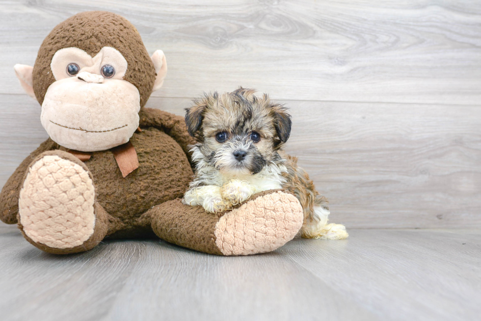 Havanese Pup Being Cute