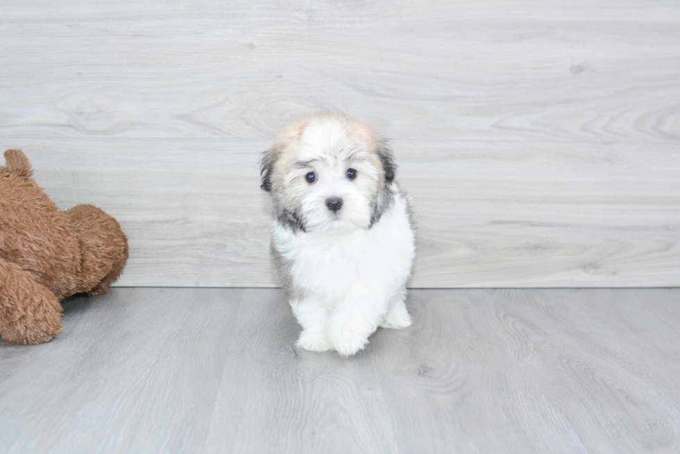 Havanese Puppy for Adoption