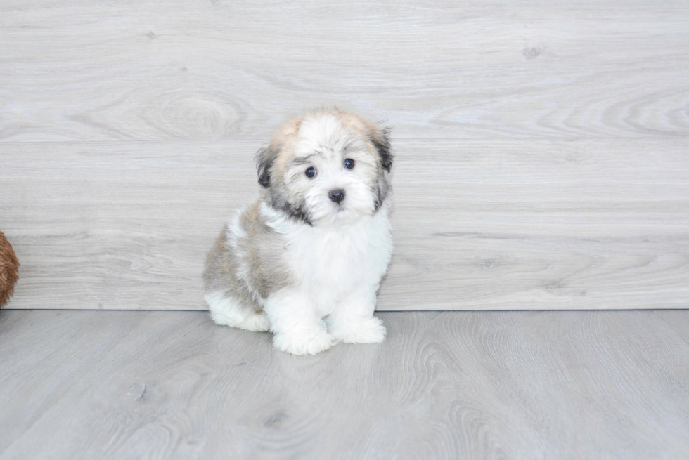 Friendly Havanese Baby