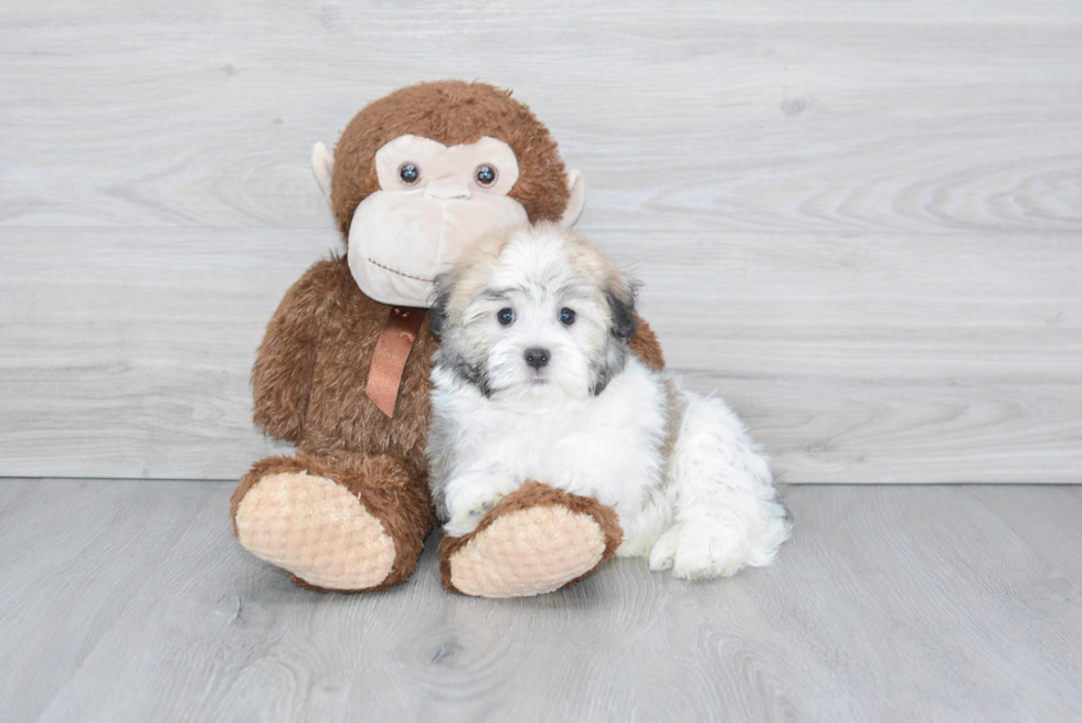 Havanese Puppy for Adoption