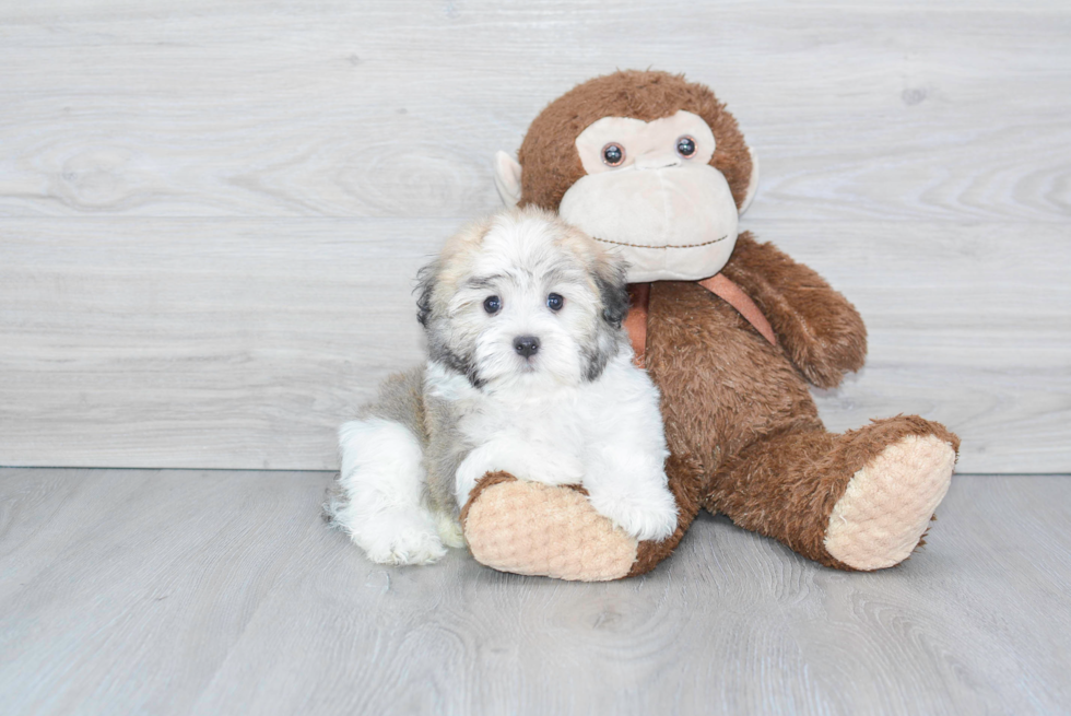 Smart Havanese Purebred Puppy