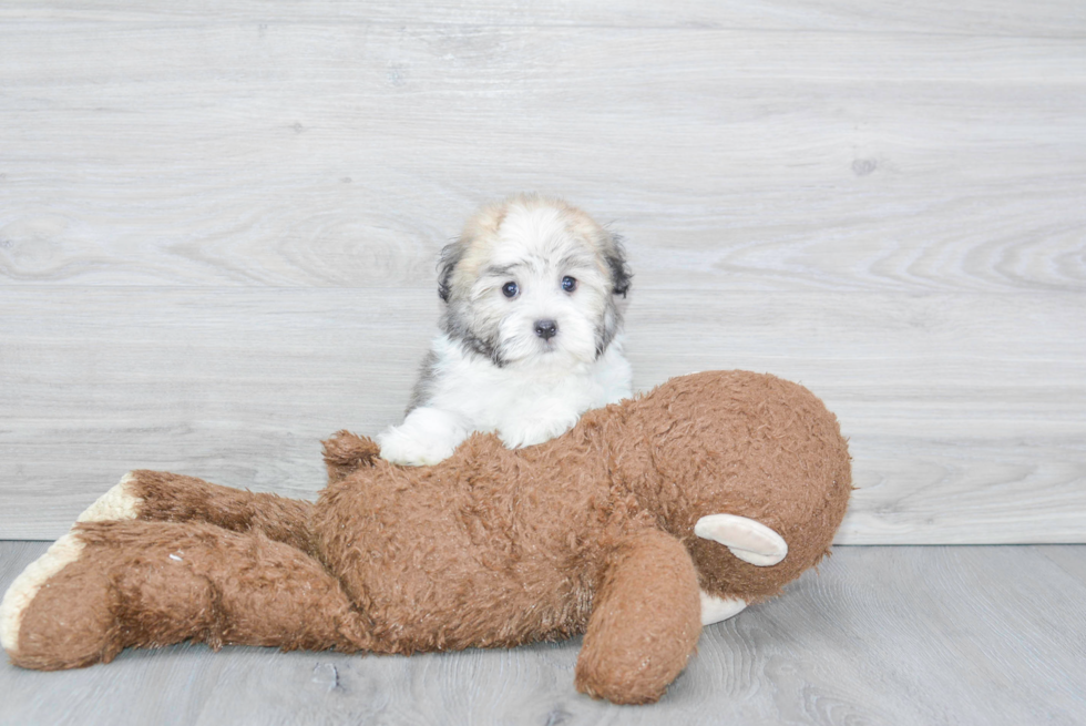 Adorable Havanese Purebred Puppy