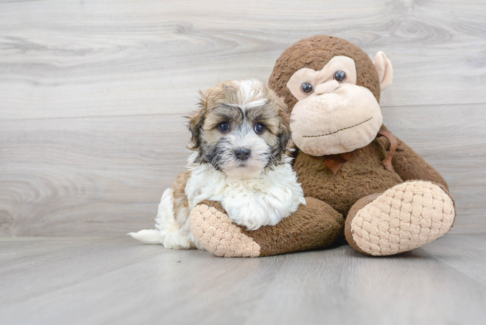 Friendly Havanese Baby