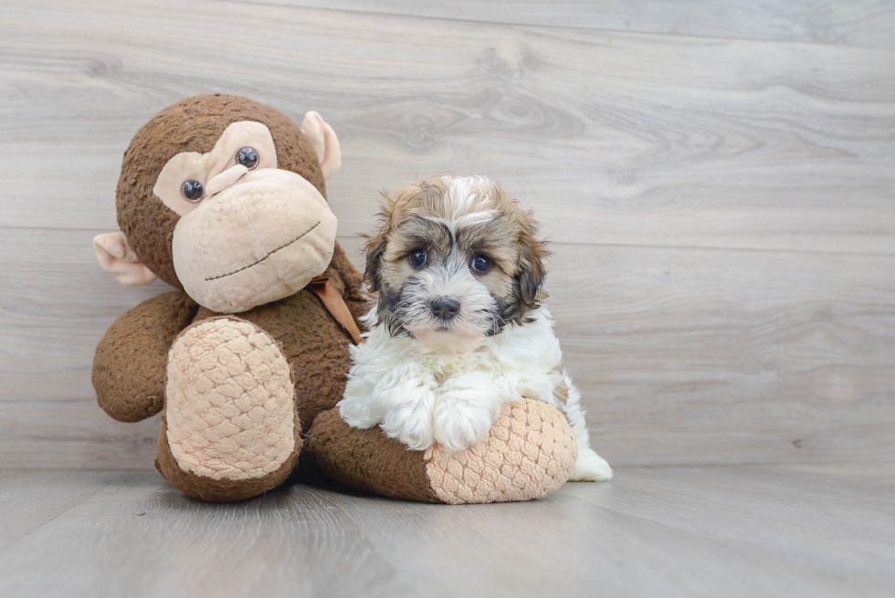 Best Havanese Baby