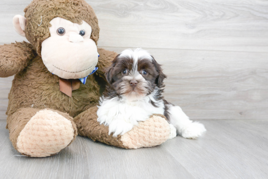 Sweet Havanese Purebred Puppy