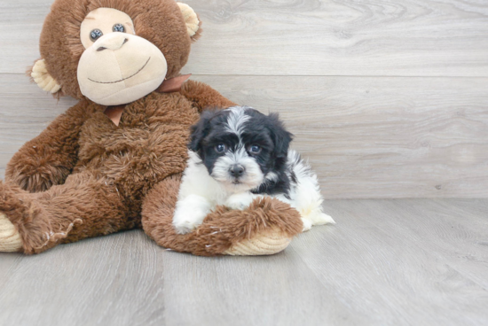 Petite Havanese Purebred Puppy