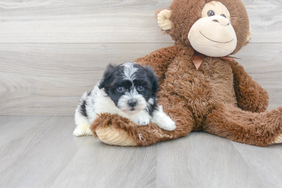 Friendly Havanese Purebred Pup