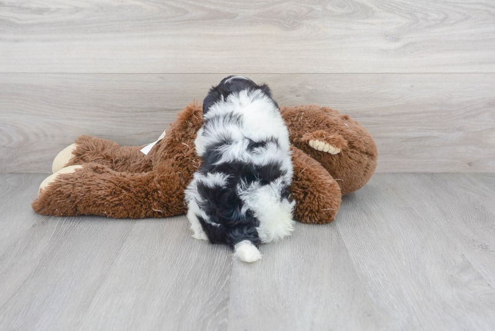 Popular Havanese Baby