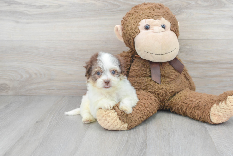 Havanese Puppy for Adoption