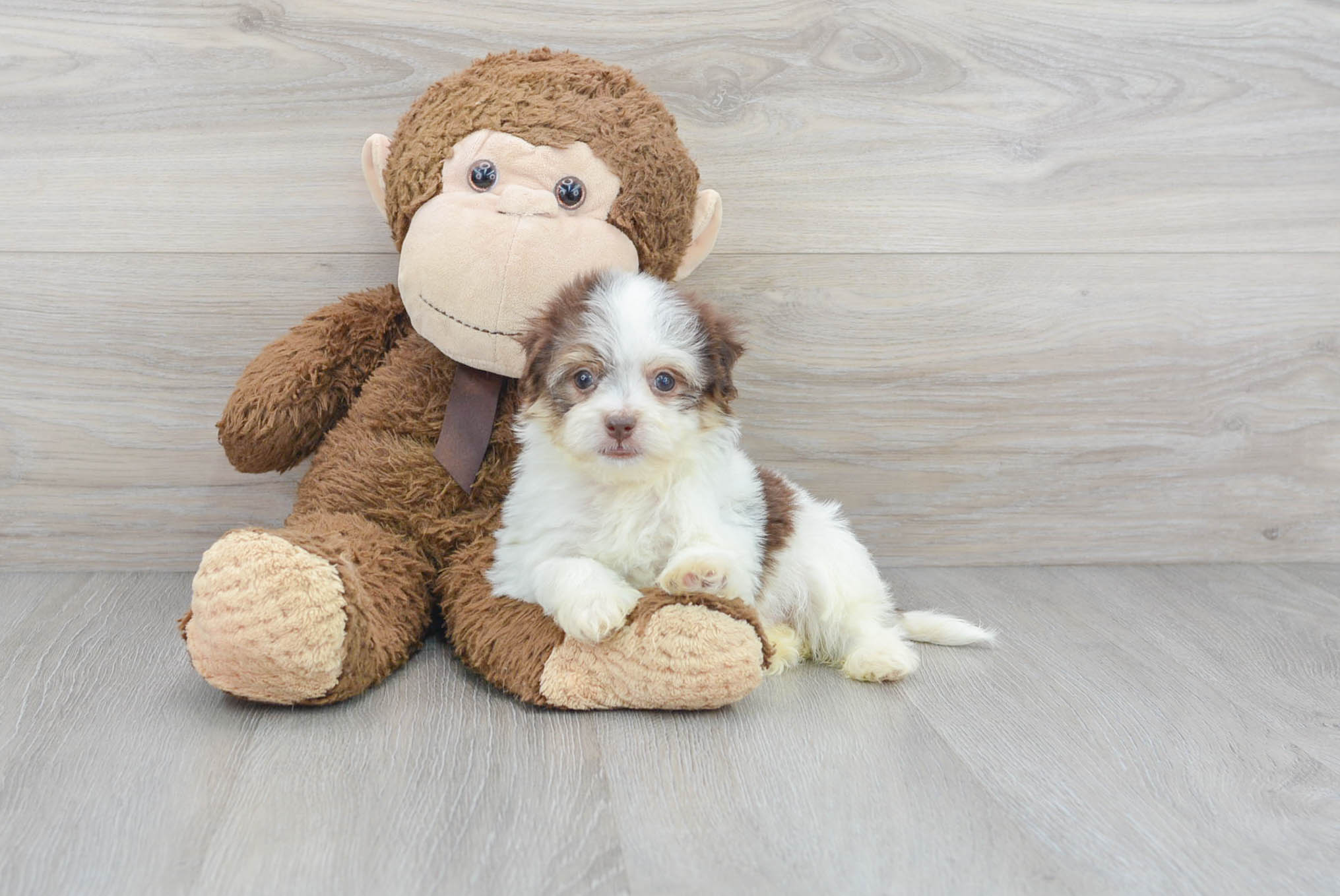 Havanese Puppy for Adoption
