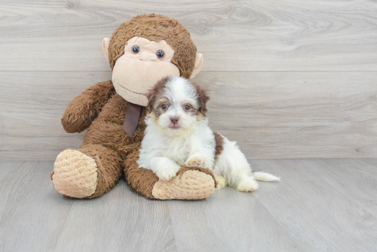 Havanese Puppy for Adoption