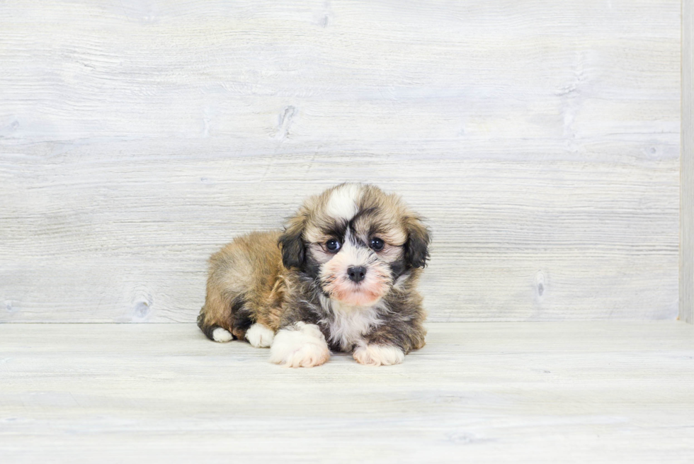 Playful Havanese Baby