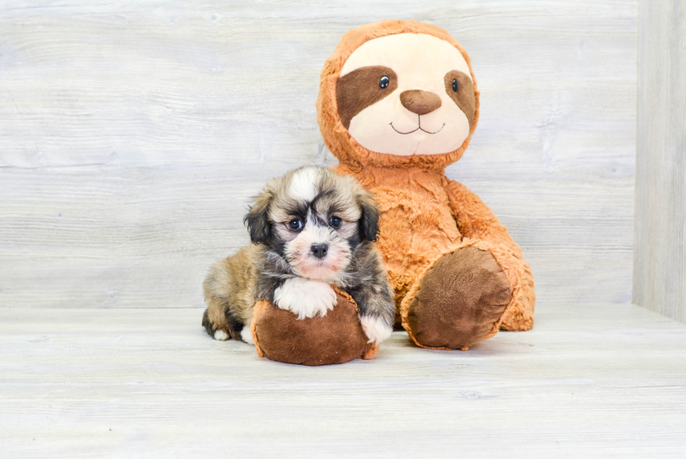 Fluffy Havanese Purebred Puppy