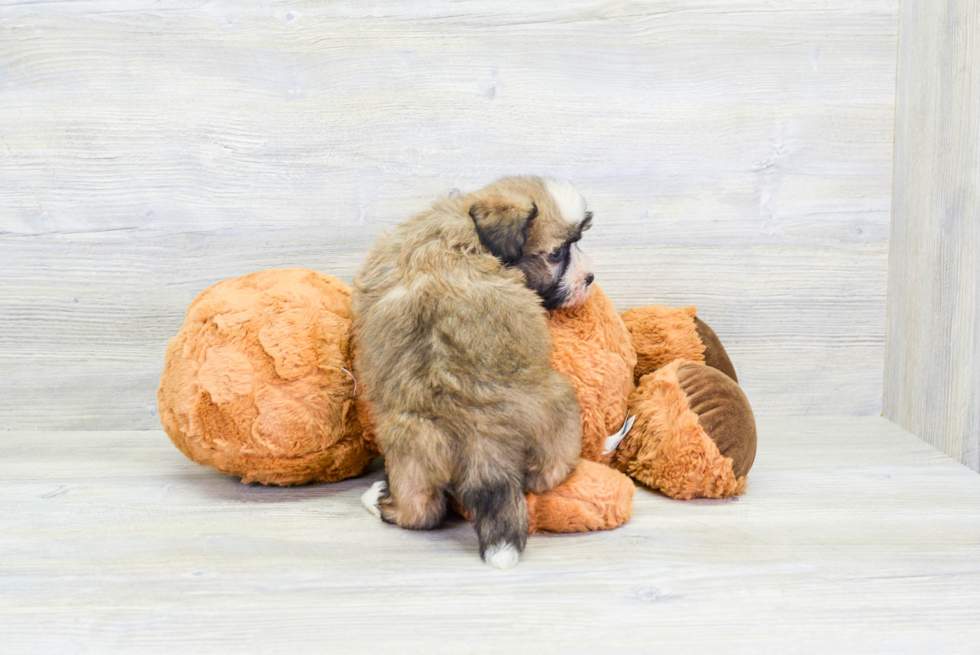 Fluffy Havanese Purebred Puppy