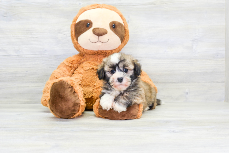 Hypoallergenic Havanese Baby