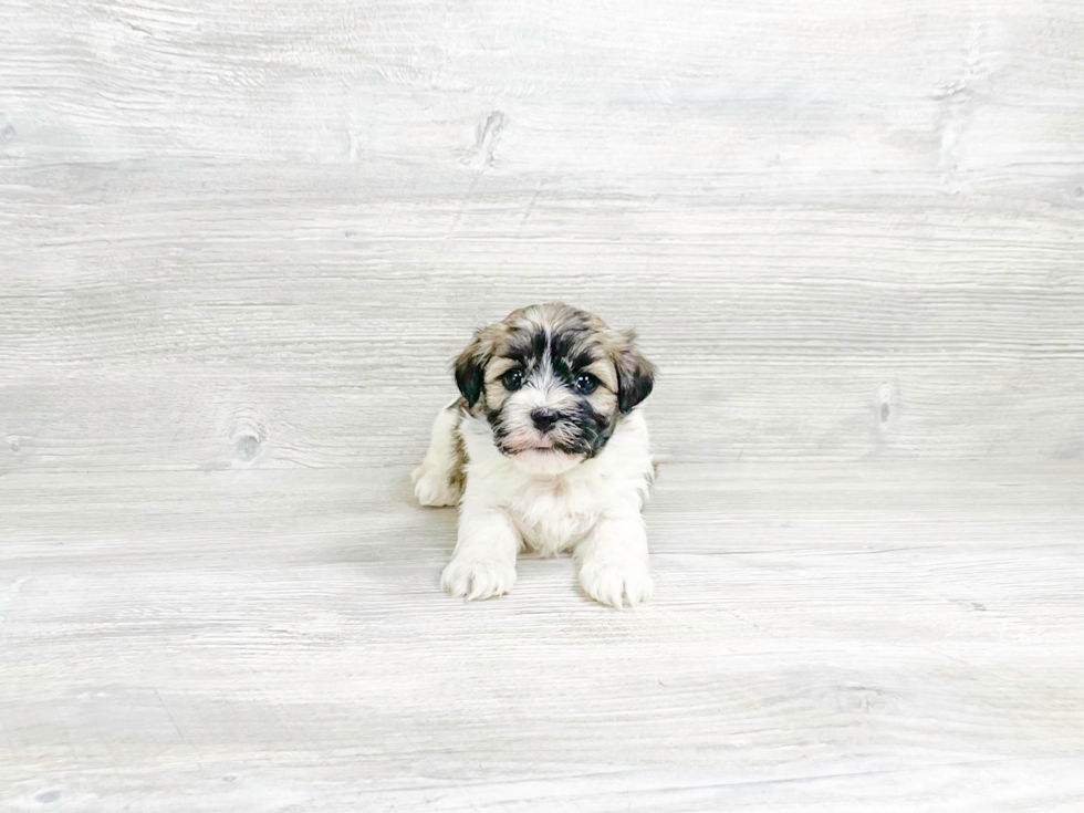 Small Havanese Purebred Pup