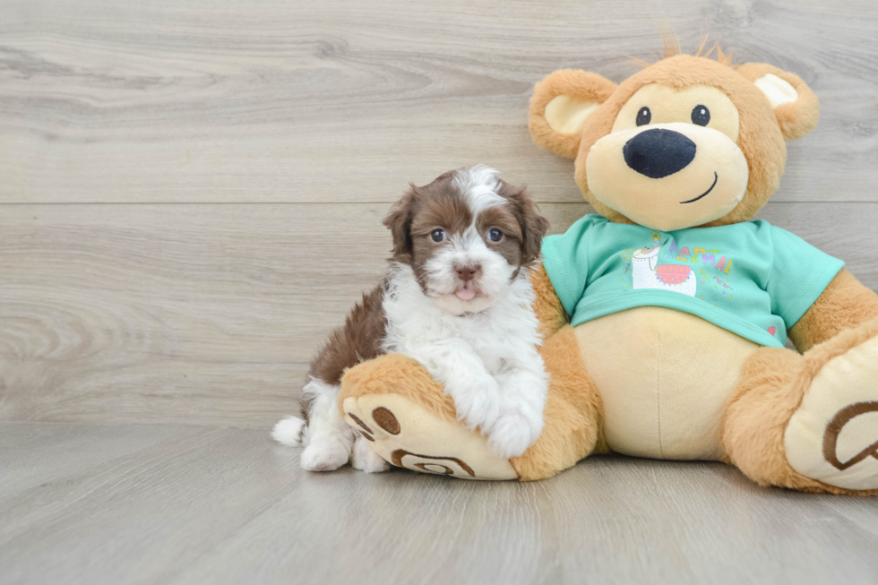 Havanese Pup Being Cute