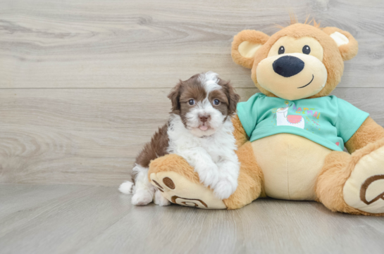 Havanese Pup Being Cute