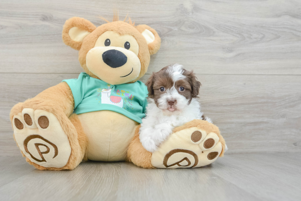 Havanese Pup Being Cute