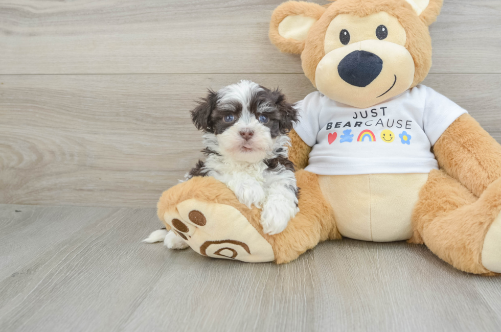 6 week old Havanese Puppy For Sale - Premier Pups