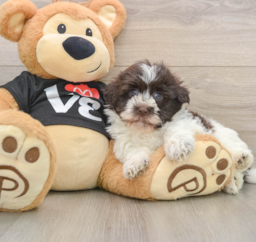 5 week old Havanese Puppy For Sale - Premier Pups