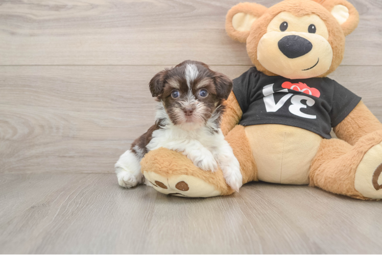 Akc Registered Havanese Purebred Pup