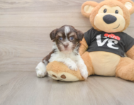 6 week old Havanese Puppy For Sale - Premier Pups