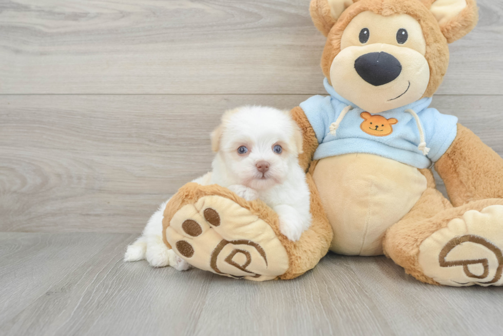 Small Havanese Purebred Pup