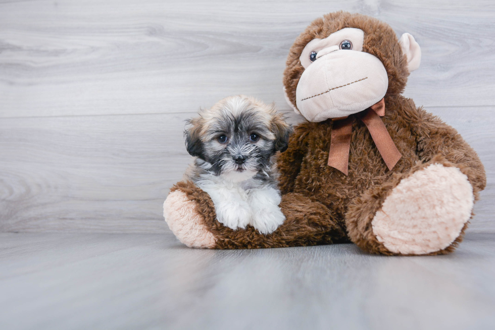 Adorable Havanese Purebred Puppy