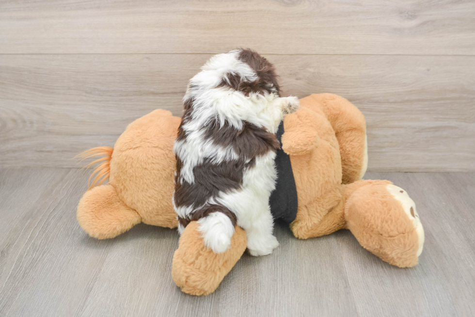 Havanese Pup Being Cute