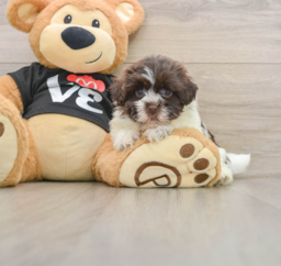 5 week old Havanese Puppy For Sale - Premier Pups