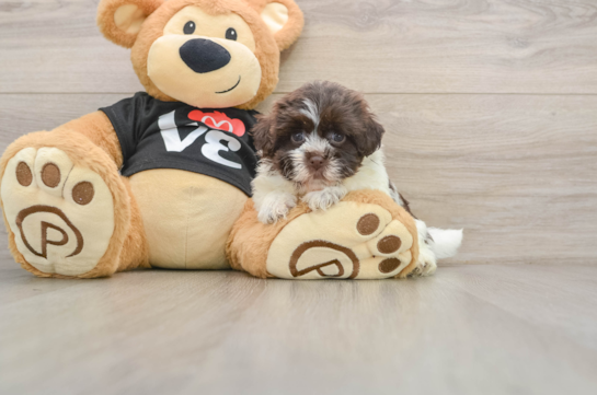 Best Havanese Baby