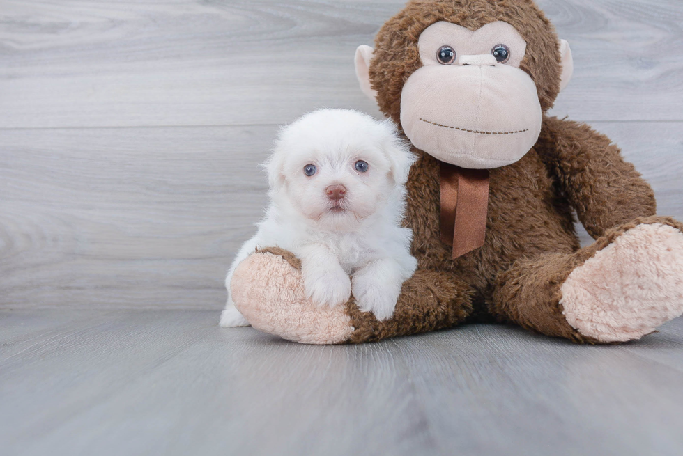 Havanese Pup Being Cute