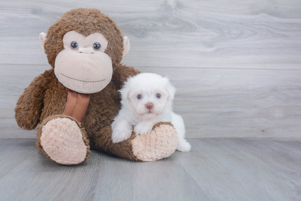 Sweet Havanese Purebred Puppy