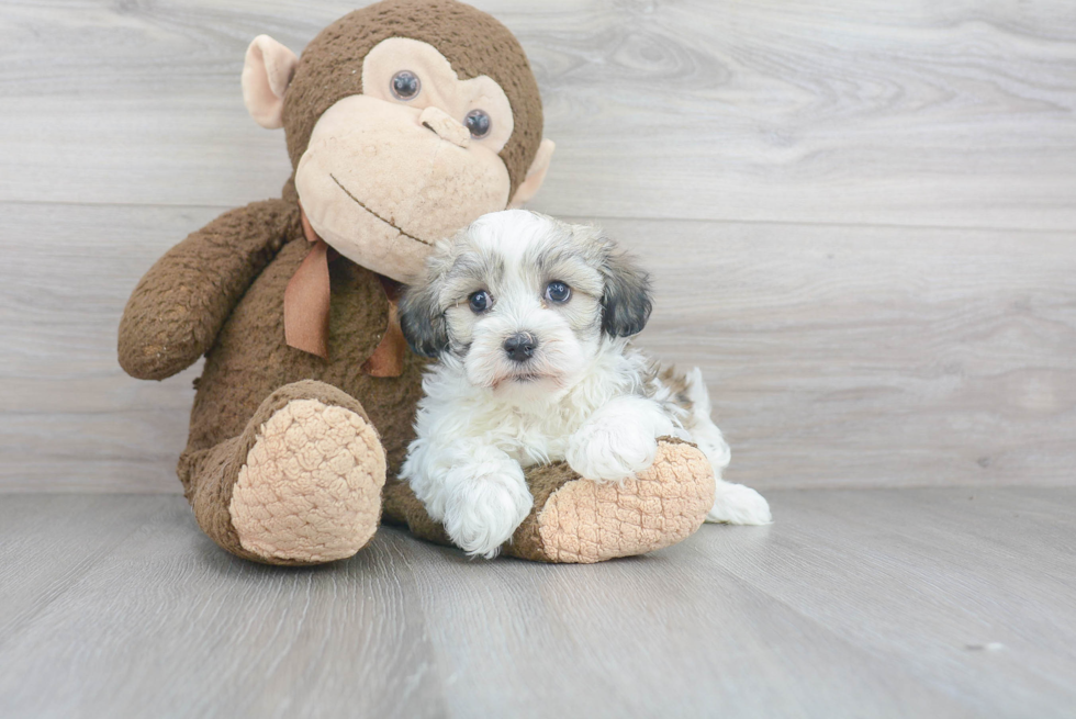 Best Havanese Baby