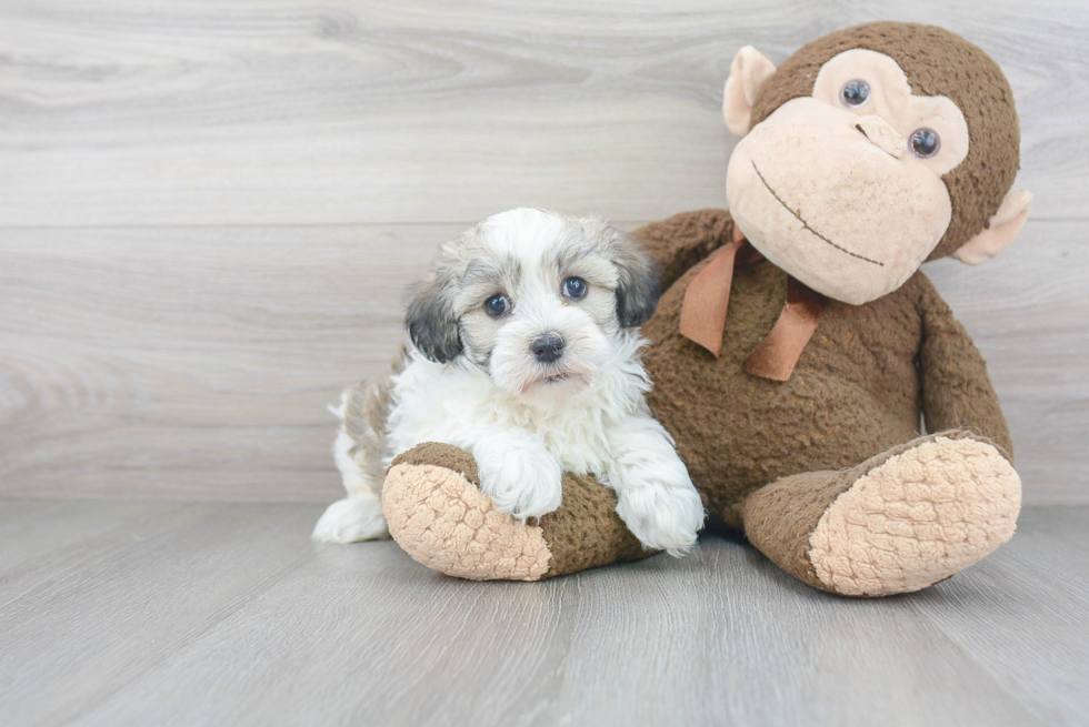 Best Havanese Baby