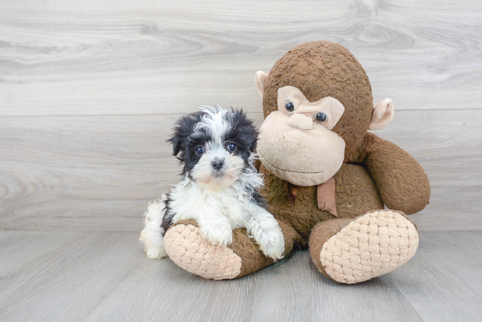 Cute Havanese Purebred Puppy