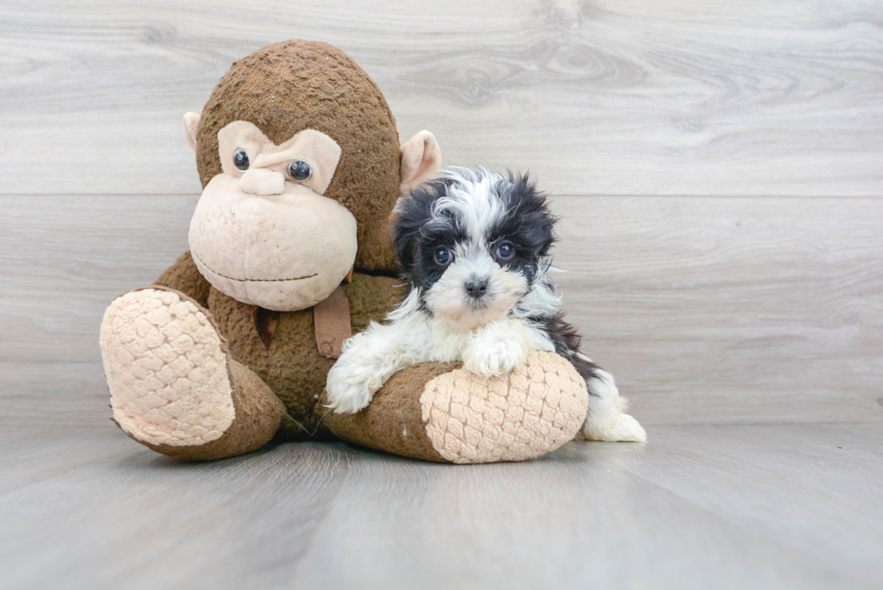 Popular Havanese Purebred Pup