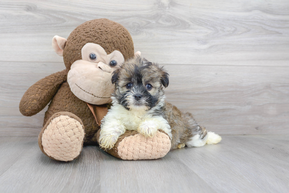 Friendly Havanese Purebred Pup