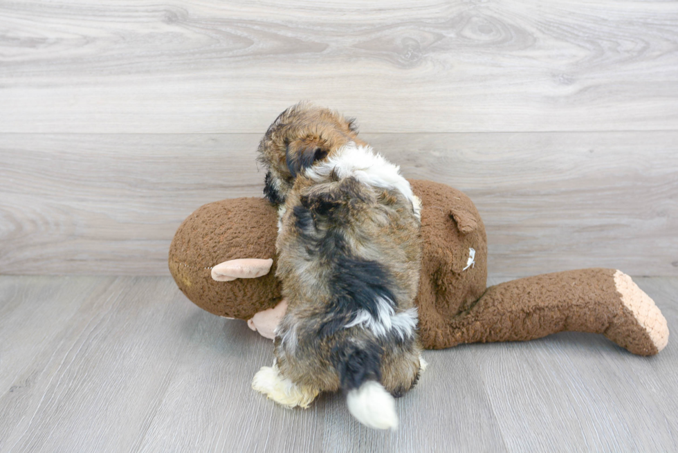 Sweet Havanese Purebred Puppy