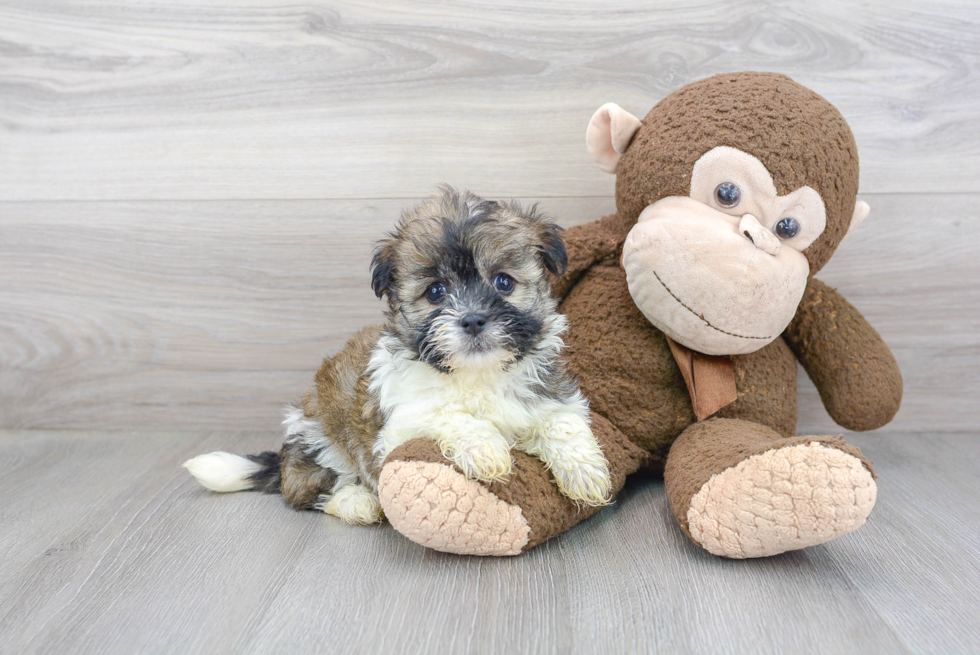 Havanese Puppy for Adoption