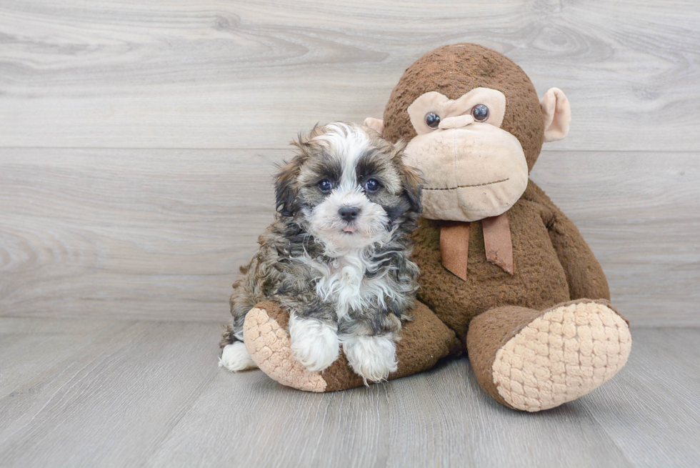 Little Havanese Baby