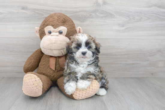 Hypoallergenic Havanese Baby