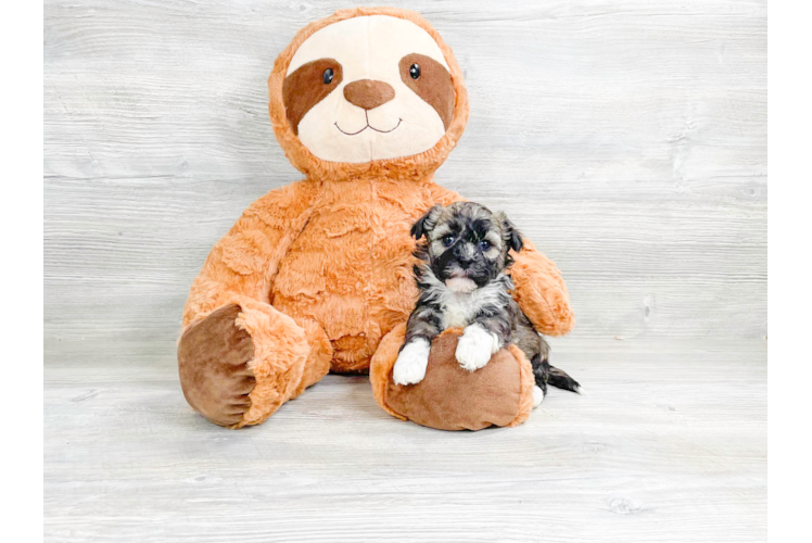 Adorable Havanese Purebred Puppy