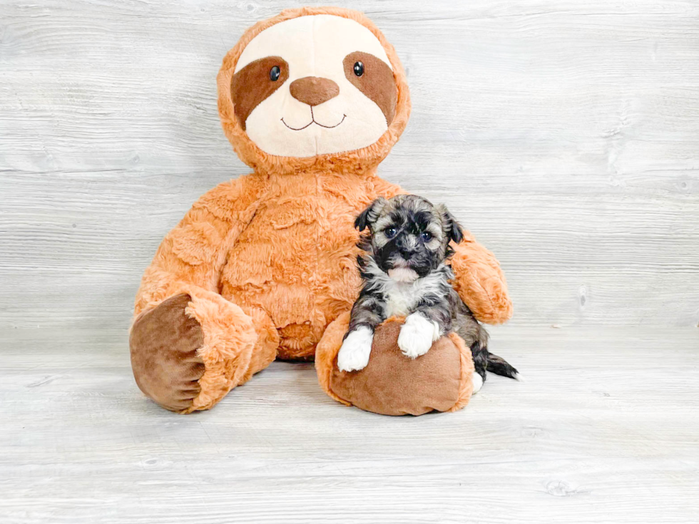 Adorable Havanese Purebred Puppy