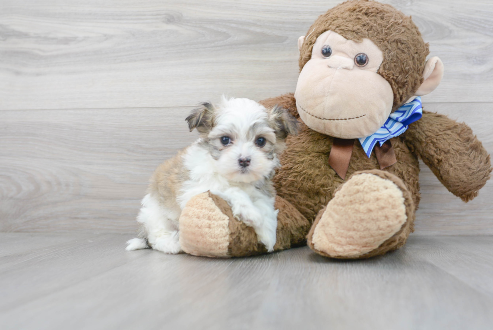 Energetic Havanese Purebred Puppy