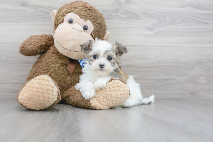 Hypoallergenic Havanese Baby